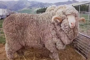 世界上最好的35种羊，看看它们都在哪？