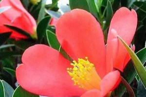 一种“山茶花”，开花最泼辣，不怕冷热，四季赏花